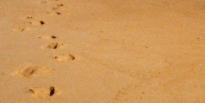 footprints